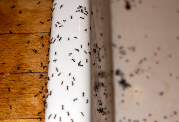 Best Wasp Removal Services  in Abbeville, GA