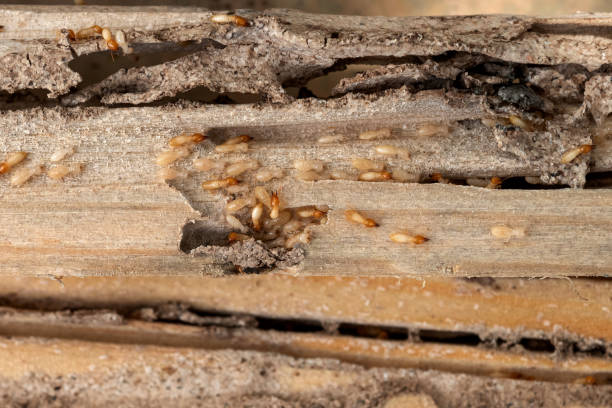 Best Cockroach Control Services  in Abbeville, GA